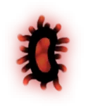 Rapid Virus